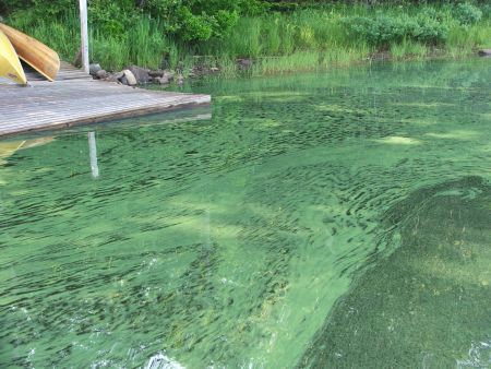 Lake Fanning, one of several Wentworth-Carleton lakes overwhelmed by blue-green algae.  Photo: Debbie Hall