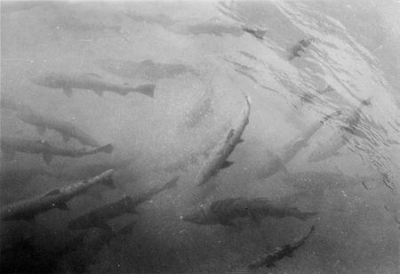 AquaBounty's "AquaAdvantage Salmon" are made by inserting genetic material from Chinook salmon (pictured) and the eel-like species ocean pout into Atlantic salmon eggs.  Aquabounty says their GM salmon grows to market size faster than natural salmon.  Photo: [Pacific Northwest Stream Survey Collection]