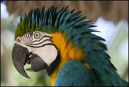 Bahamian Macaw (Photo: Ginger Me)