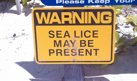 Sea Lice - Not Just a Tiny Crustacean. [Photo: SierraTerra]