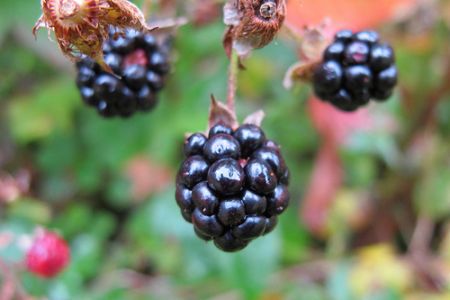 Wild blackberries can be found in Point Pleasant Park.  Photo: Campobello Island 