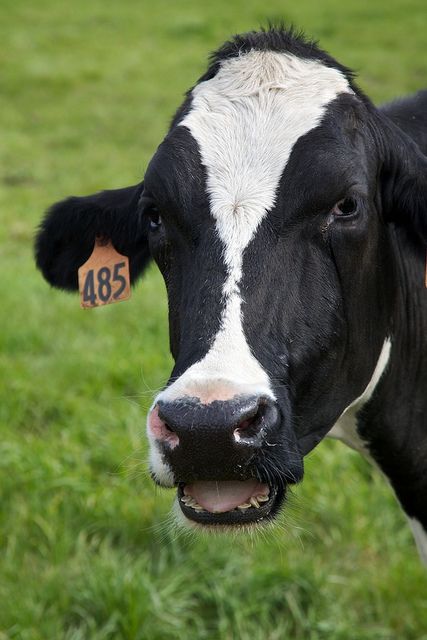 A happier cow. [Photo: The Digital Story]