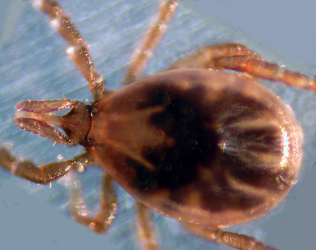 The Blacklegged Tick, Primary Vector of Lyme Disease in Nova Scotia. (photo: Wikipedia.org via Public Library of Science)