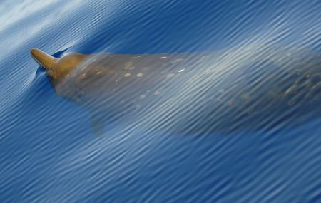 Beaked Whales spend 98% of their time below the surface and are unlkely to be spotted by observers on board of the seismic testing vessels, biologist Lindy Weilgart tells the Halifax Media Co-op. Photo WikiCommons.