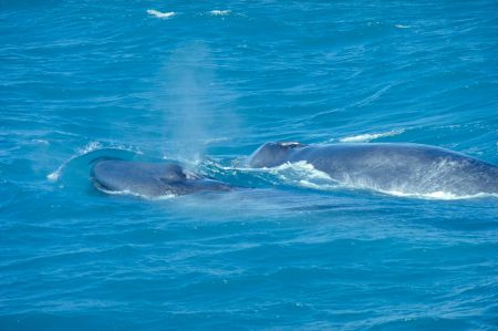 Blue whale with calf.  Environmentalists fear that oil exploration in the Gulf of St.Lawrence will threaten the survival of this endangered species. 