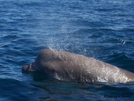 The endangered bottlenose whale is a year-round resident of the Sable Gully, a Marine Protected area.  A cal for bids for oil and gas exploration adjacent to the Gully has marine biologists worried.  Photo H. Moors