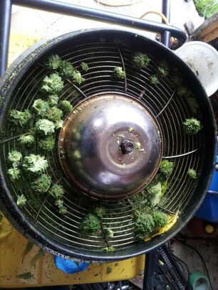 The bud bowl. A time and money saver for the small-time bud farmer
