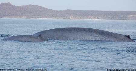 A blue whale mother and her calf in the Sea of Cortez. Photo courtesy of the Great Whale Conservancy