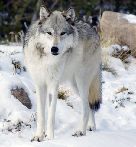 A Northern Timber Wolf photographed in Yellowstone National Park.  Ellie Attebery photo