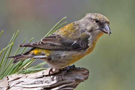 Although the red crossbill in this image is not a member of the endangered Newfoundland population, she is a wonderful illustration of where this bird get its name. The males sport red feathers while the females wear an olive grey or yellow. [Nature Pics Online photo]