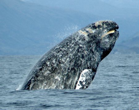 The grey whale is considered extirpated in the North Atlantic Ocean, which means it has vanished from our region, but not another. In this case, grey whales still exist in the Pacific Ocean. Merrill Gosho photo