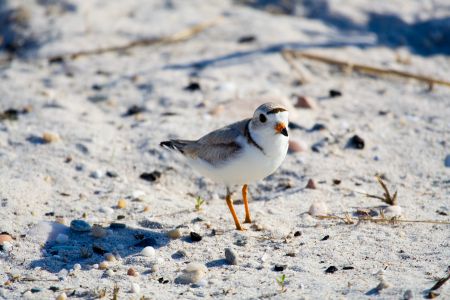 The piping plover is a sparrow-sized shorebird which builds its nests on beaches surrounding the Gulf of St Lawrence. It was listed as an endangered species in Canada in 1985 and has since made no significant strides towards recovery. ShutterGlow photo