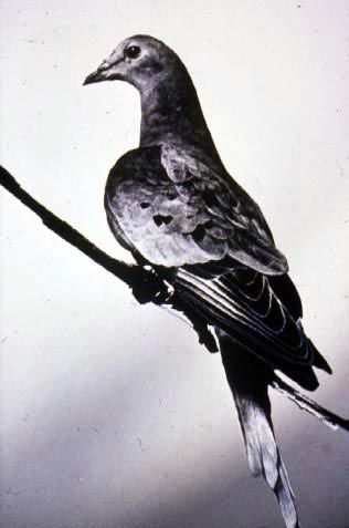 This is a photo of Martha, the last passenger pigeon on Earth…at least for the time being. This photograph was taken in 1912, two years before she died, and published in 1921. Enno Meyer photo [PD-Canada]