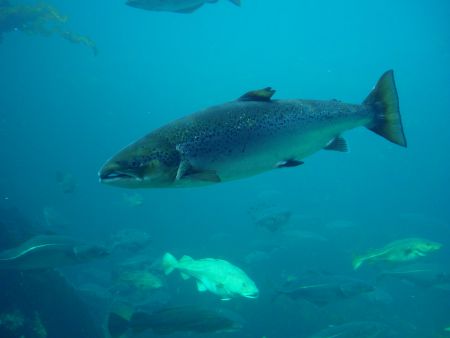 Cutline:  Atlantic salmon struggle to survive in the Maritimes against diverse threats including hydroelectric dams, acid rain, soil erosion and climate change. All Maritime populations are listed as threatened or endangered. Hans-Petter Fjeld photo (CC-BY-SA)