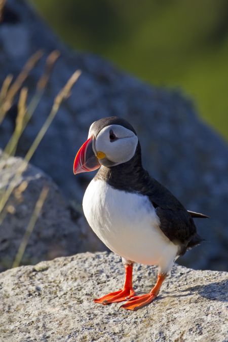 The Atlantic puffin, standing approximately 25 cm tall and weighing 500 grams, is not considered a species at risk in Canada, but in recent years scientists along the East Coast have noticed worrying rates of infant mortality in several colonies. The cause of death is starvation. Andreas Trepte photo (CC BY-SA 2.5 CA)
