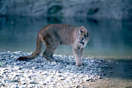 The last documented cougar taken in eastern North America was trapped in Maine near the Quebec border in 1938. The last killed in New Brunswick was in Kent County, 1932. Since then we have had only tantalizing glimpses into the lives of cougars inhabiting our coast. In Canada, the eastern cougar was listed as endangered in 1978, but lost that classification in 1998 and was relabeled “data deficient.” This photo is of a western cougar in the Grand Teton National Park, Wyoming.  National Park Serv