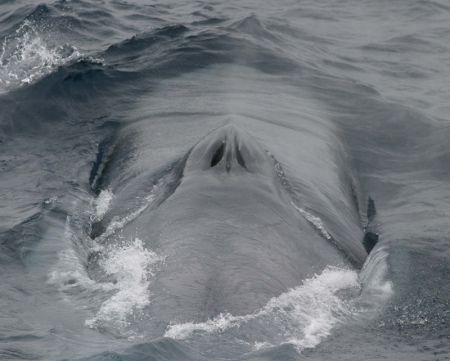 The Mingan Island Cetacean Study was the first blue whale research organization anywhere in a world, founded shortly after hunting of the blue whale was outlawed internationally in 1966. NOAA Fisheries photo