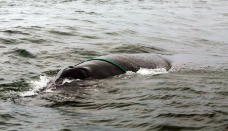  A young humpback whale, found in the Gulf of St Lawrence by the Mingan Island Cetacean Study (MICS), was entangled in fishing gear early this September. He was first identified in 2009 and affectionately named Mitts MciLroy by staff. Photo courtesy of the Mingan Island Cetacean Study