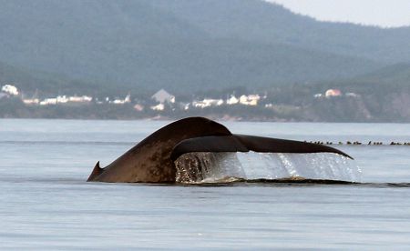 Shown above is the fluke of Alacran, the first blue whale ever encountered by the author of this article. She was first identified by the Mingan Island Cetacean Study on August 18, 1985, in the St Lawrence Gulf.  Zack Metcalfe photo