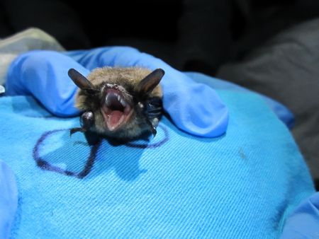 Researchers taking info from bat in Tatamagouche, Nova Scotia. (Alicia Irwin photo)