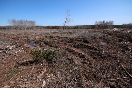 forest clearcut