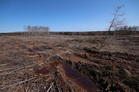 Big Marsh, Nova Scotia. This area was clearcut to feed Nova Scotia Power's biomass plant in Point Tupper, Cape Breton.  Photo Raymond Plourde