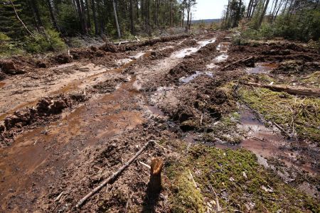 Big Marsh, Nova Scotia.  Matt Miller of the Ecology Action Centre calls this clearcut "a new low in forestry harvesting in Nova Scotia."  Photo Raymond Plourde