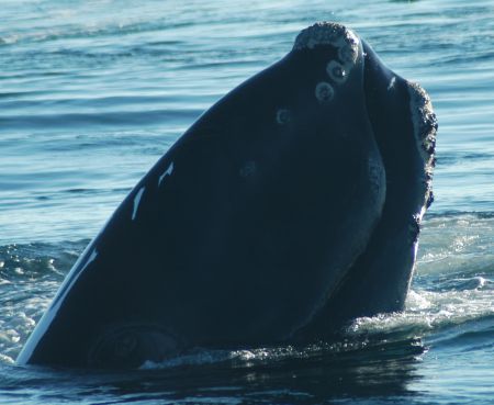 The North Atlantic right whales are the only recovering population in the northern hemisphere. Should they disappear here, it’s likely they will disappear from this half of the planet. [Kent Smedbol photo]