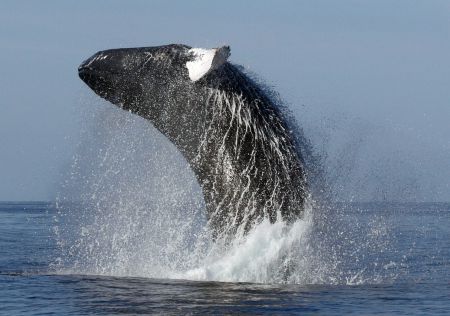 A recent study conducted by the Mingan Island Cetacean Study, which included 450 fin whales and 270 humpback, has discovered these two species are arriving at their feeding grounds in the Gulf of St Lawrence earlier and earlier each year, adapting to a rapidly warming ocean. The photo above is of a breaching humpback.  Photo courtesy of the Mingan Island Cetacean Study