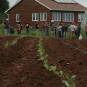 Many hands; the cabbage and potatoes we planted.