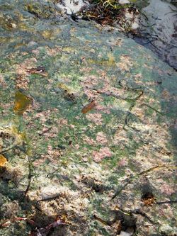 Shoreline contamination in Jordan Bay. Is a nearby open-net pen salmon farm responsible? [Photo: Salmon Wars]