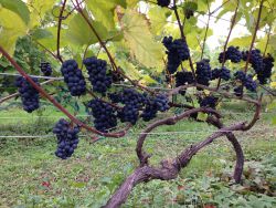 Marechel Foch vine at Eileanan Brèagha Vineyards in Cape Breton. Embracing hybrid grapes can be seen as a responsible step for local viticulture, as it makes a vineyard more economically stable and means less use of chemical fertilizer and fungicides. photo: Moira Peters