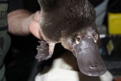 Best Duckbilled Mammal Ever: The Platypus. Photo: Melbourne Water