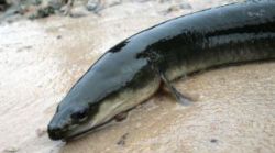 The mighty American Eel. Source: Wikimedia Commons
