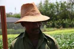 Photo and caption from Aljazeera.net: "Cubans who previously worked for the state will be encouraged to take up farming under new economic policies [AJE]"