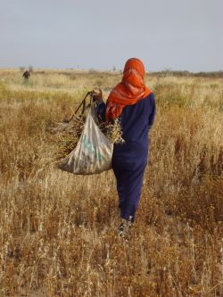 Farmers are routinely shot at in Gaza by IDF soldiers as they attempt to harvest their crops.  