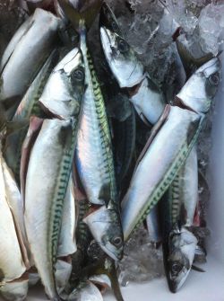 Fresh line-caught mackerel. Photo by Dave Adler.