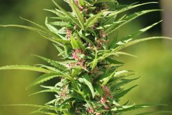 Homegrown Nova Scotia Cannabis. [Photo: Miles Howe]