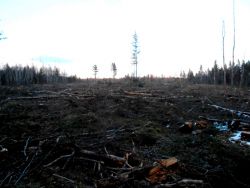 Clearcuts Affect Farms!