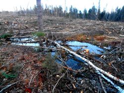 Clearcuts Affect Farms!