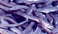 Juvenile American Eels. Source: Wikimedia Commons