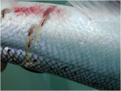 Sea lice on salmon. Public domain image. 