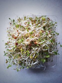 Sprouts are easy to grow at home, and provide a great source of nutrients.  Photo: Greens of Haligonia