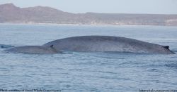 Low calving rates among blue whales cause for concern