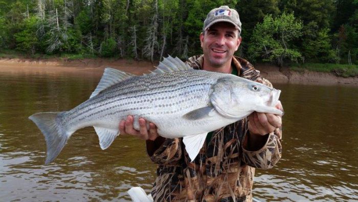 Striped Bass Association Demands Answers from DFO over Alton Gas