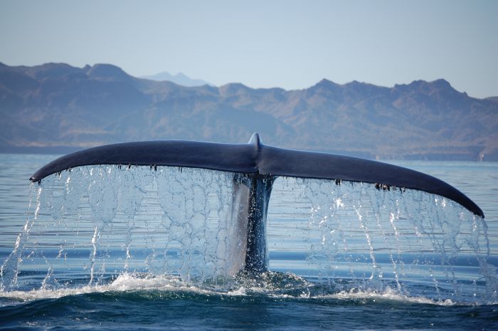 are blue whales predators