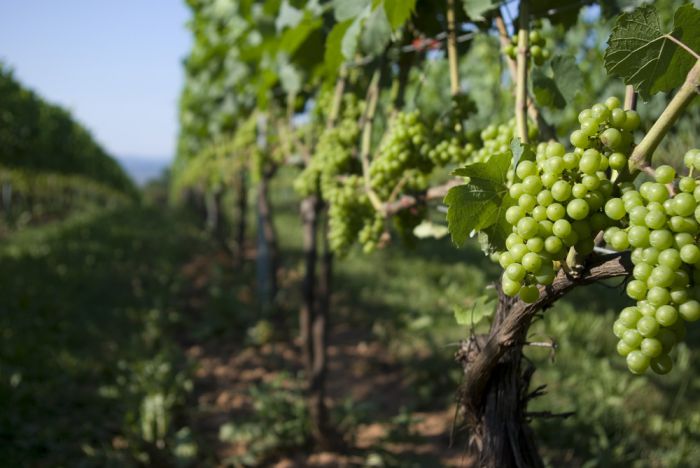 Native Grapes And Maritime Wine Halifax Media Co op