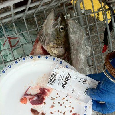 Not very appetizing - sea louse-infested salmon from Sobeys.