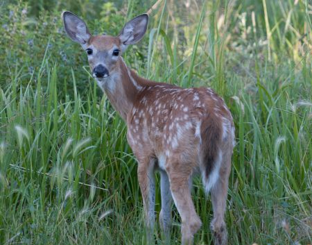 Rod Cumberland asserts that glyphosate applications to New Brunswick's Crown lands is the cause of the province's dwindling white-tailed deer population. [Photo: M. Paullson via flickr]