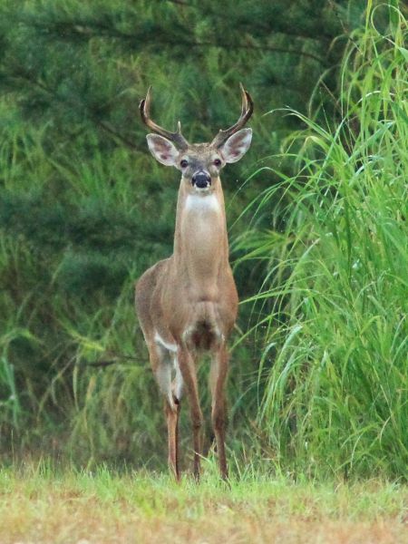 Never let it be said that New Brunswick's MLAs do not know the potentially harmful effects of glyphosate applications - Whistle blowing deer biologist Rod Cumberland has sent them numerous peer-reviewed scientific studies on the matter. [Photo: K. Cole Schneider via flickr]